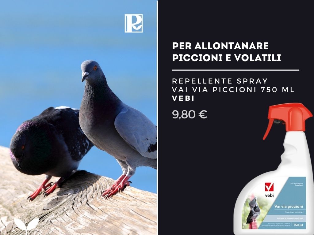 Repellente spray piccioni - Pierucci Agricoltura